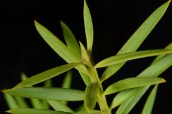 Image: P.B. Heenan © Landcare Research 2014 